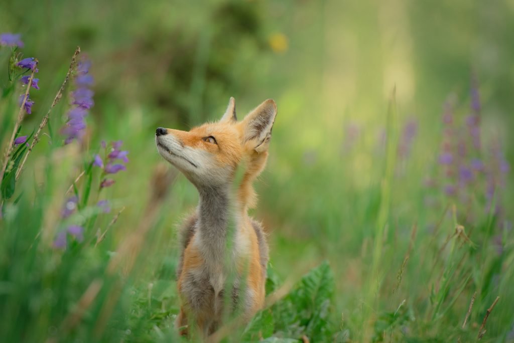 The Fox – 3 Blog Starter Kit - Page Fox